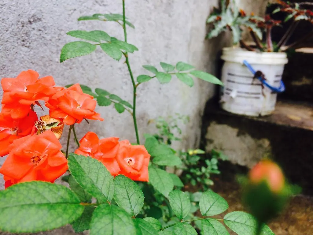 Green View Guest Inn Nallathanniya